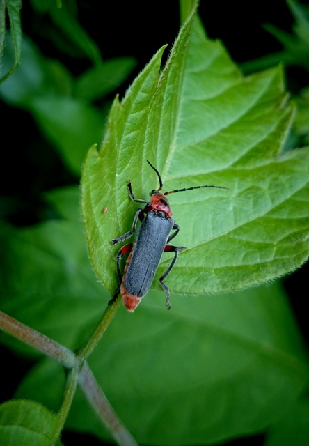Cantharis rustica - suszterbogár