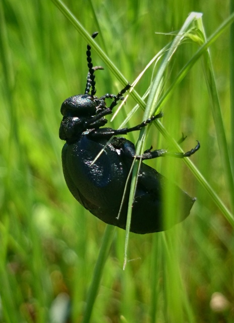 Meloe scabriusculus - érdes nünüke