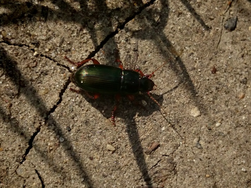 Harpalus affinis - szőrösszárnyú lomhafutó