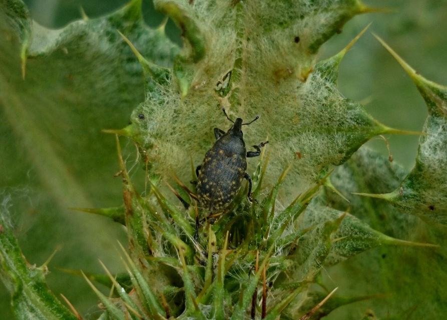 Larinus turbinatus - kúposorrú púderbarkó