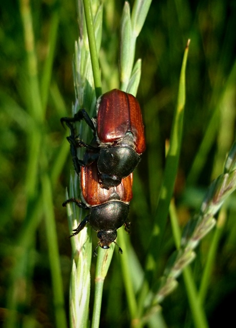 Anisoplia tempestiva - gabonaszipoly