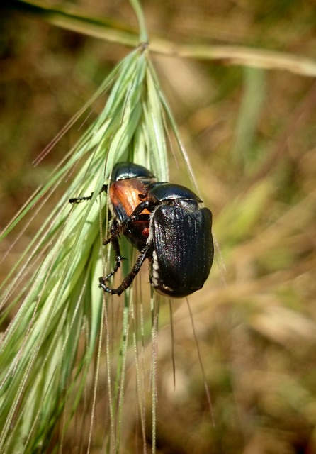 Anisoplia lata - széles szipoly Anisoplia lata - széles szipoly