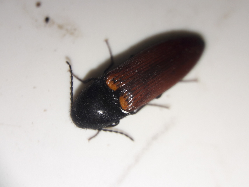 Ampedus pomorum - rozsdás pattanó