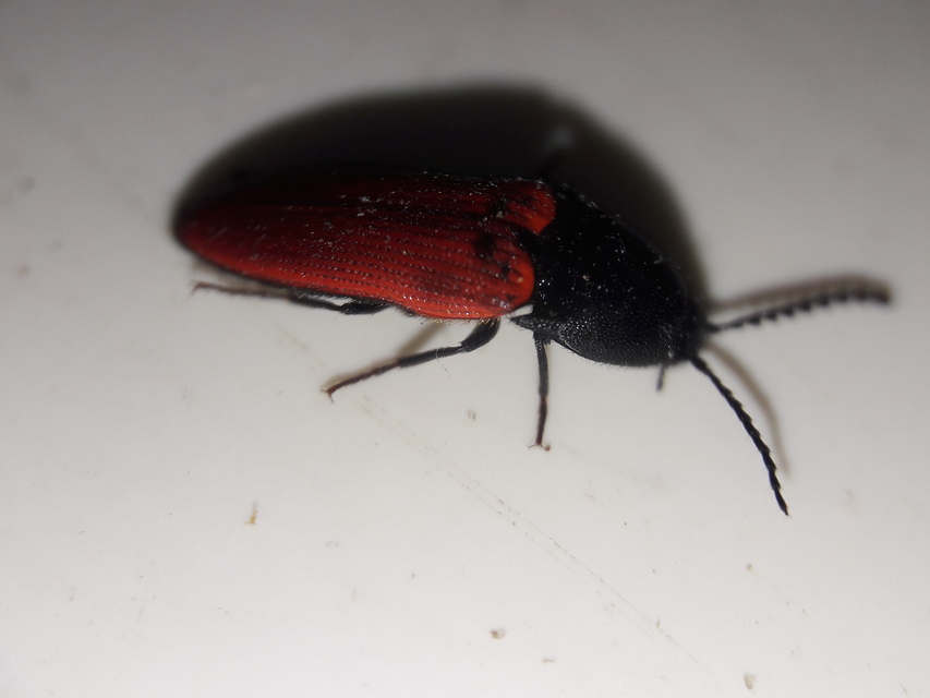 Ampedus rufipennis - vörösszárnyú pattanó