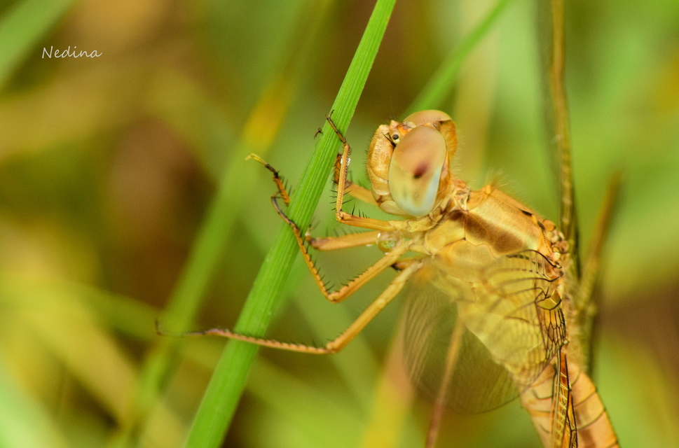 Crocothemis erythraea - skarlát szitakötő