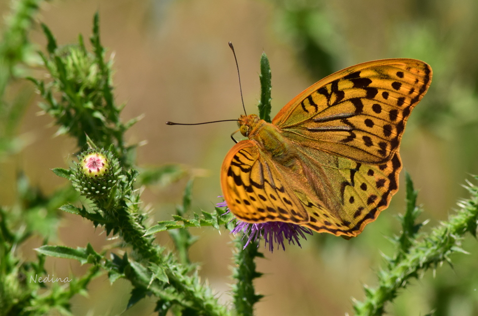 Argynnis pandora - zöldes gyöngyházlepke
