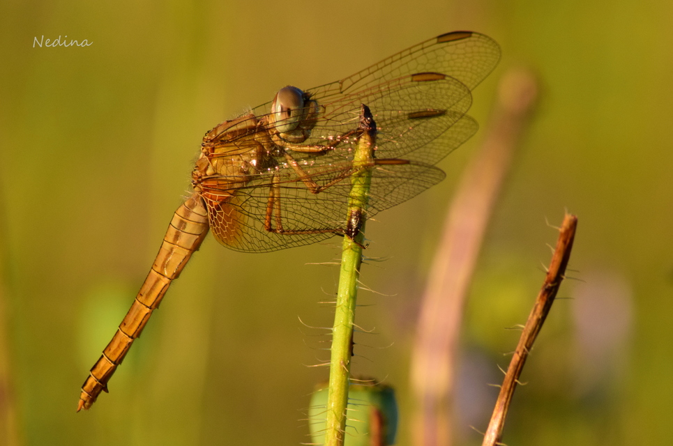 Crocothemis erythraea - skarlát szitakötő