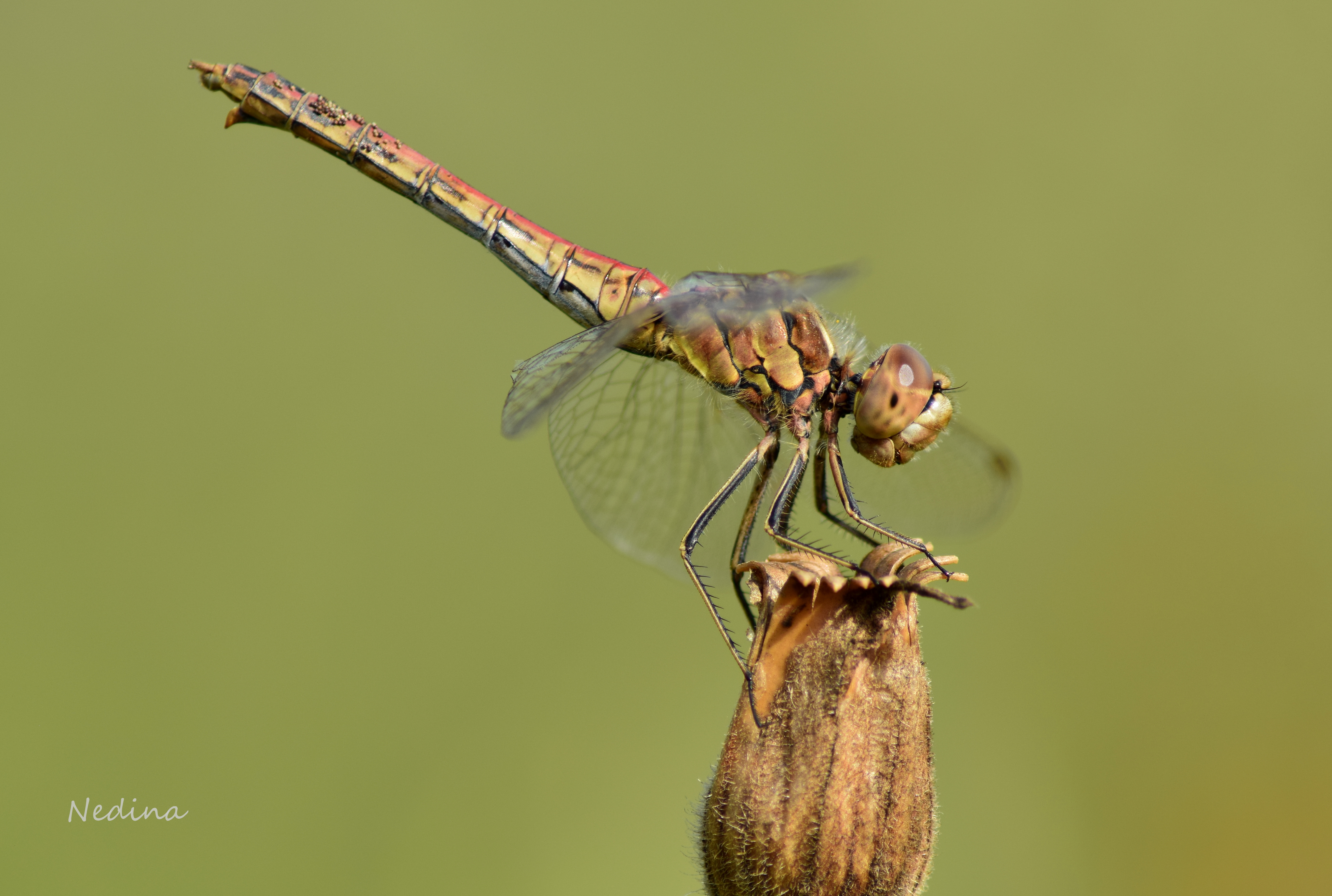 Sympetrum vulgatum - barkós katona-szitakötő