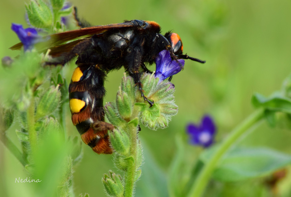Megascolia maculata - óriás-tőrösdarázs