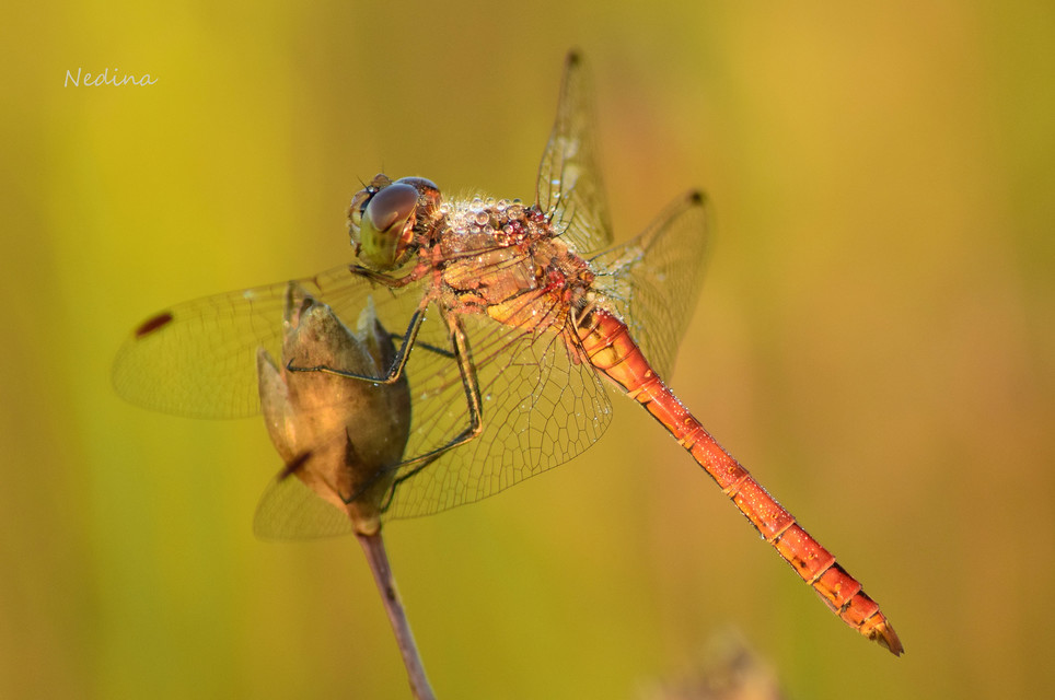 Sympetrum vulgatum - barkós katona-szitakötő
