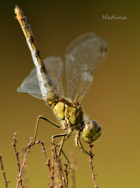 Sympetrum vulgatum - barkós katona-szitakötő