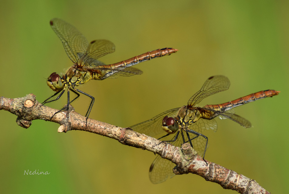 Sympetrum sanguineum - vörös katona-szitakötő