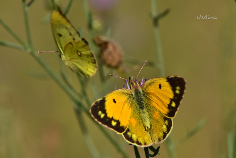 Colias croceus - sáfránylepke
