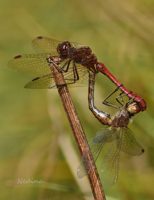 Sympetrum vulgatum - barkós katona-szitakötő