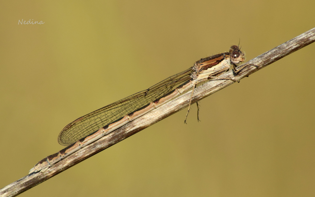 Sympecma fusca - téli rablószitakötő