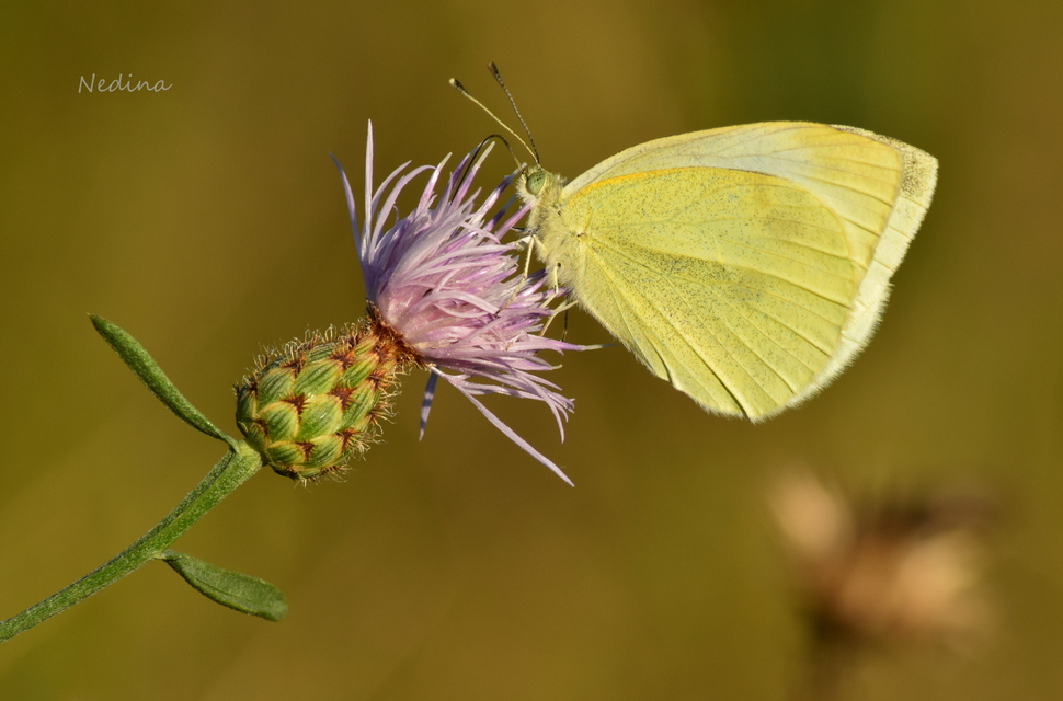 Pieris rapae - répalepke
