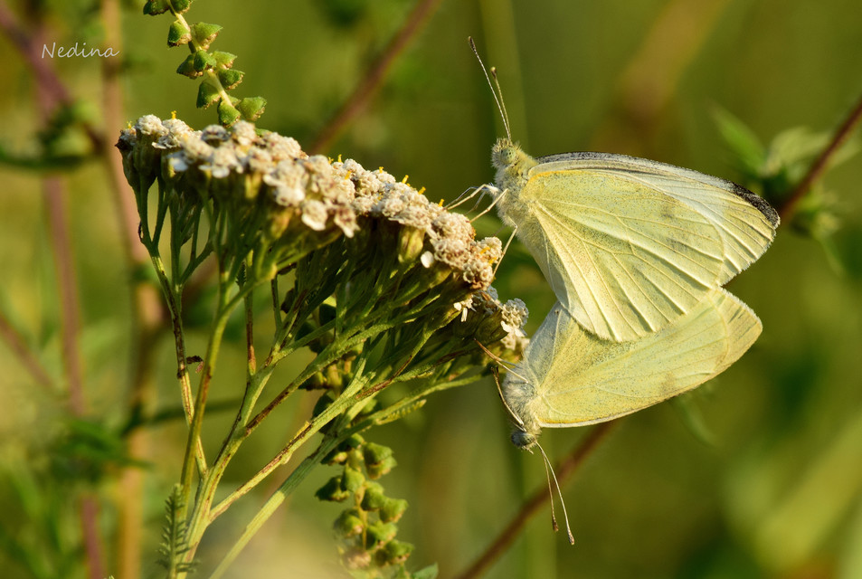Pieris rapae - répalepke