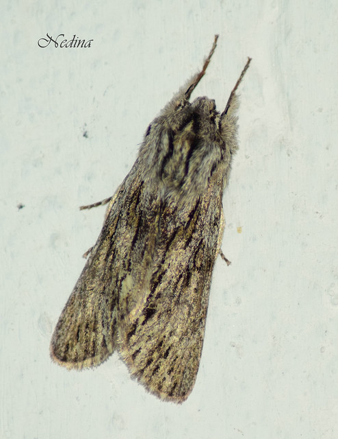 Asteroscopus sphinx - csillagnéző bundásbagoly