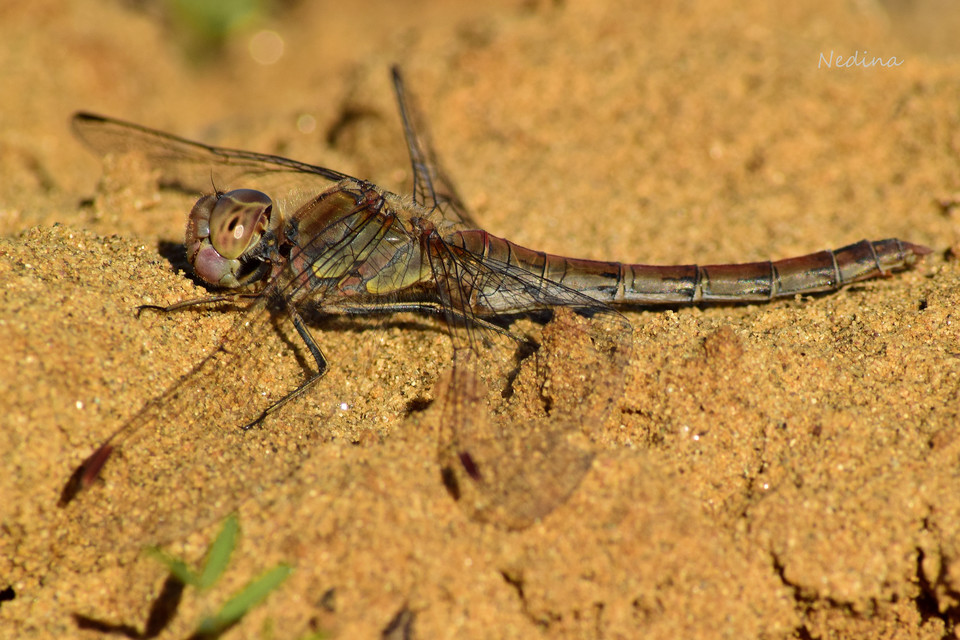 Sympetrum striolatum - harántsávos katona-szitakötő
