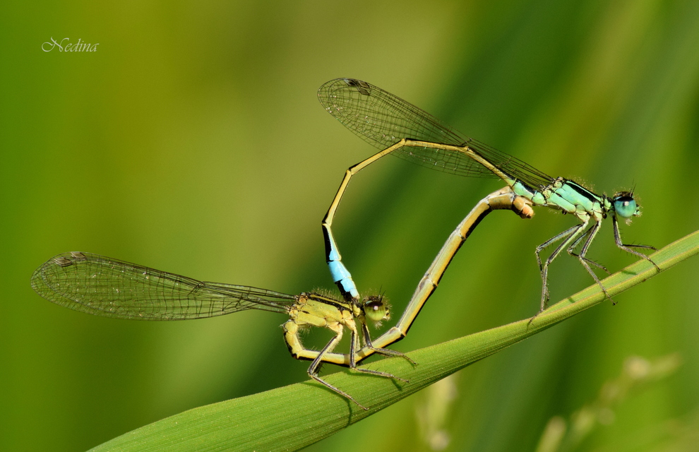 Ischnura elegans pontica - kéköves légivadász
