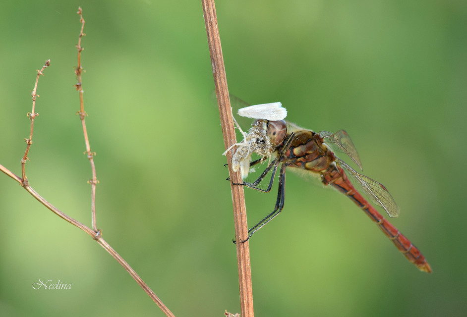 Sympetrum vulgatum - barkós katona-szitakötő