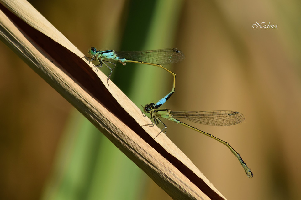 Ischnura elegans pontica - kéköves légivadász