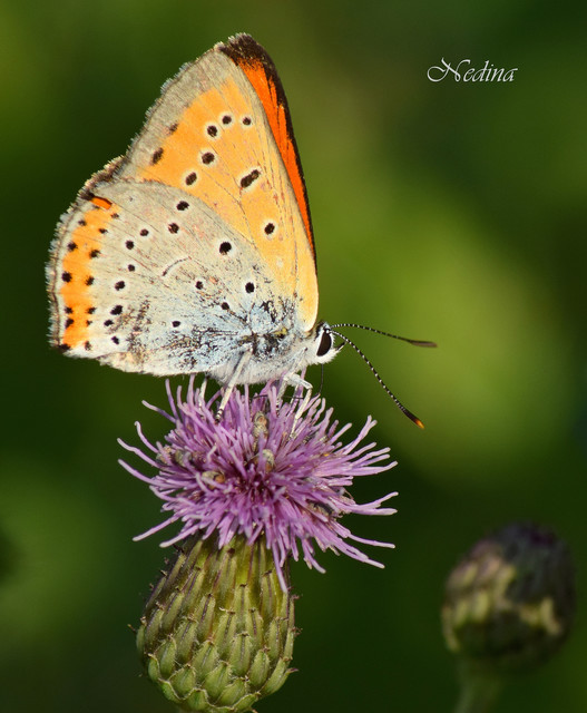Lycaena dispar rutilus - nagy tűzlepke