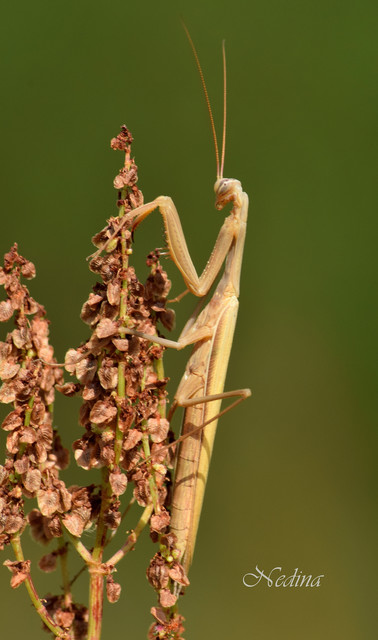 Mantis religiosa - imádkozósáska