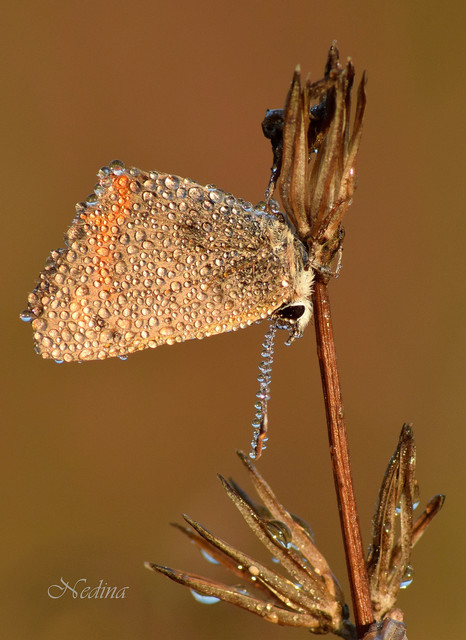 Lycaena phlaeas - közönséges tűzlepke