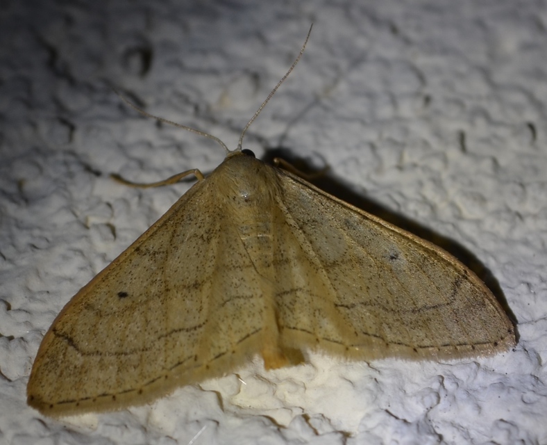 Idaea aversata - nagy sávosaraszoló
