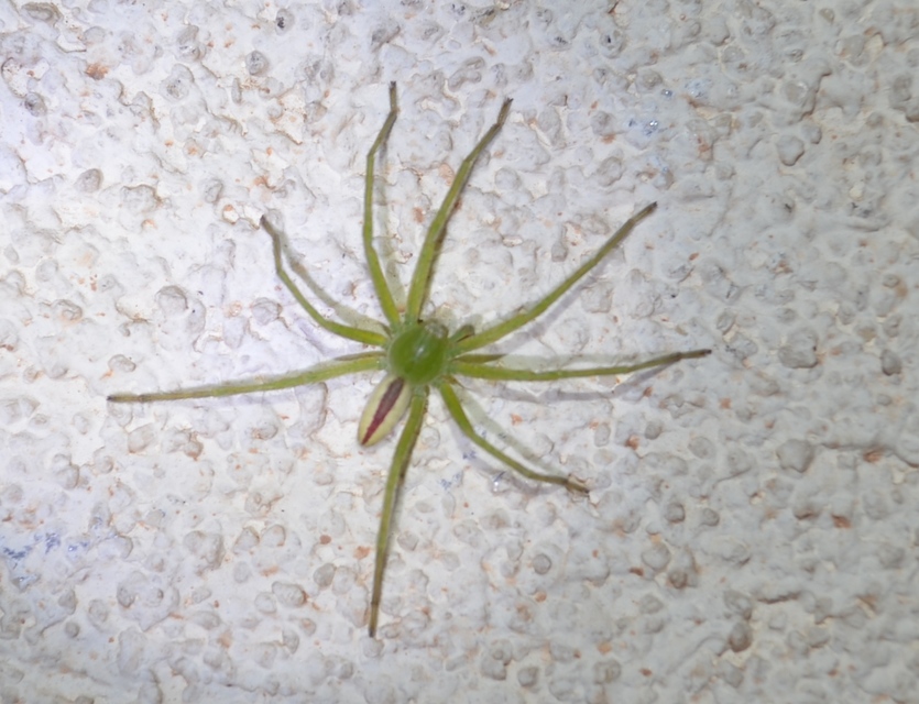 Micrommata virescens - hunyópók