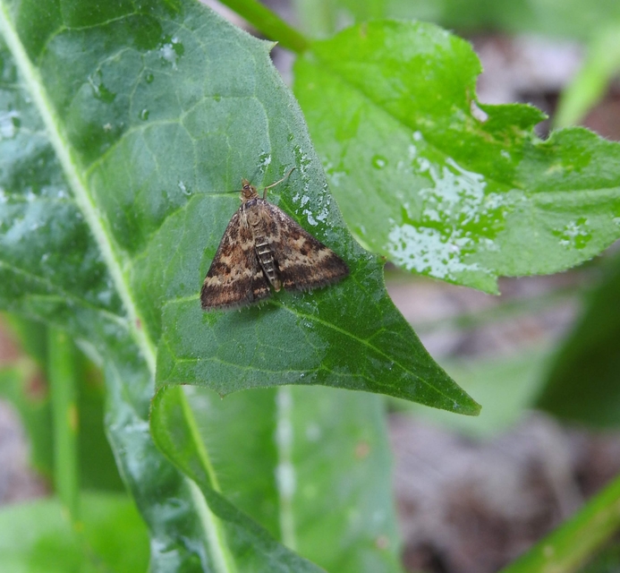 Pyrausta despicata - réti bíbormoly