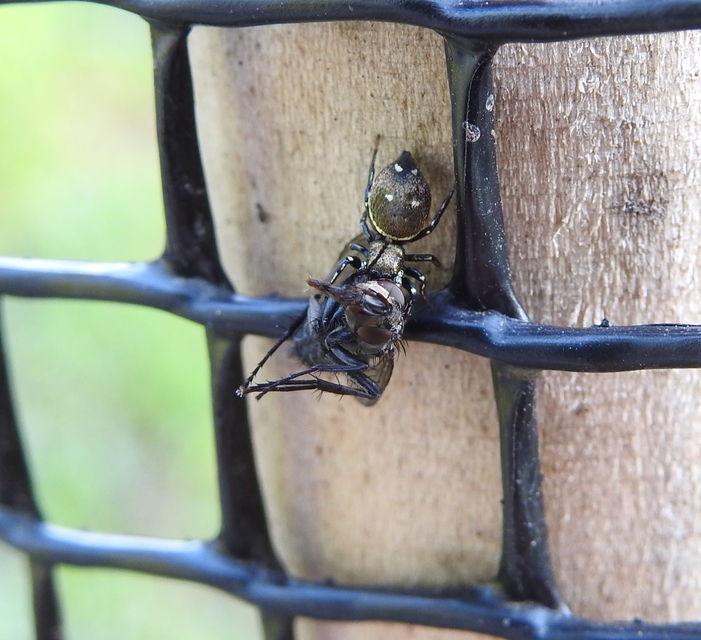 Heliophanus
