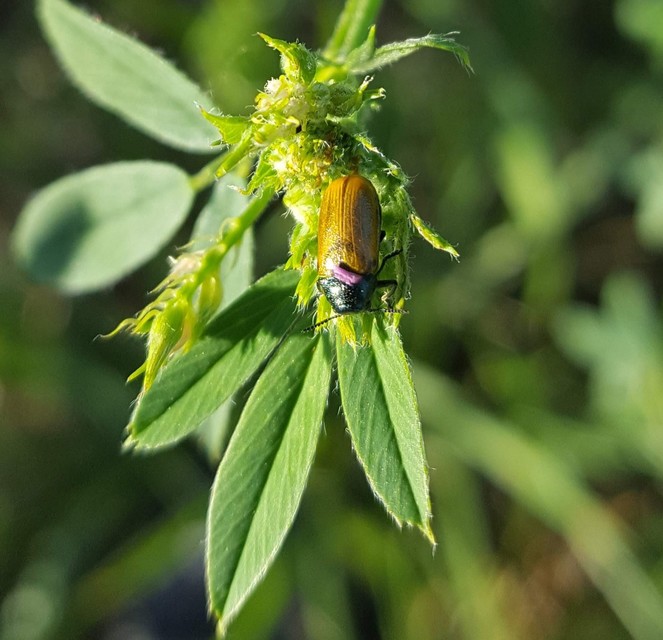 Labidostomis Labidostomis