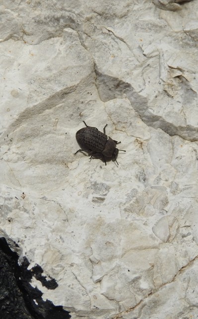 Opatrum sabulosum - sároshátú gyászbogár