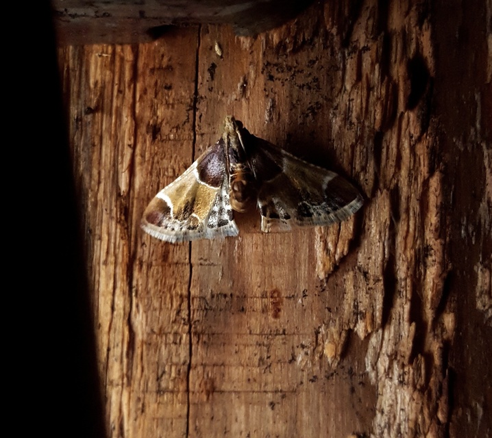 Pyralis farinalis - lisztilonca