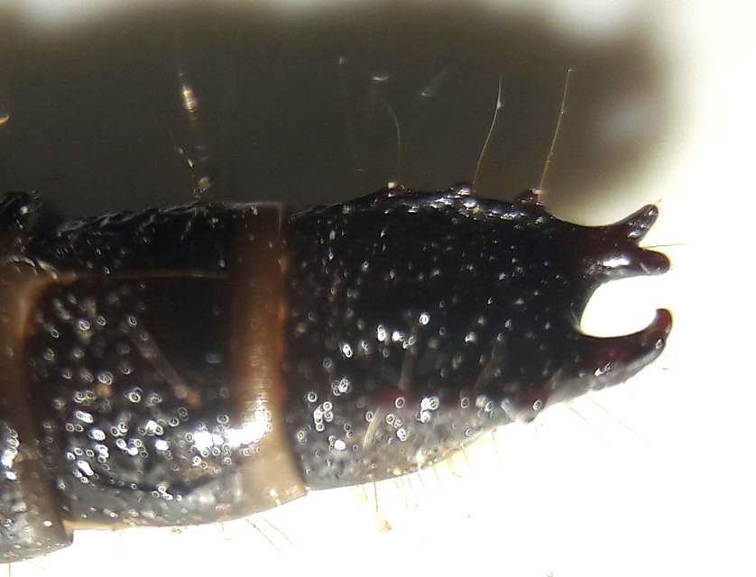 Stenagostus rhombeus - rombusznyakú pattanó