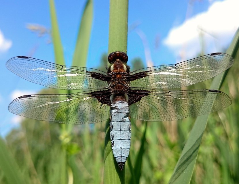 Libellula depressa - széles laposacsa