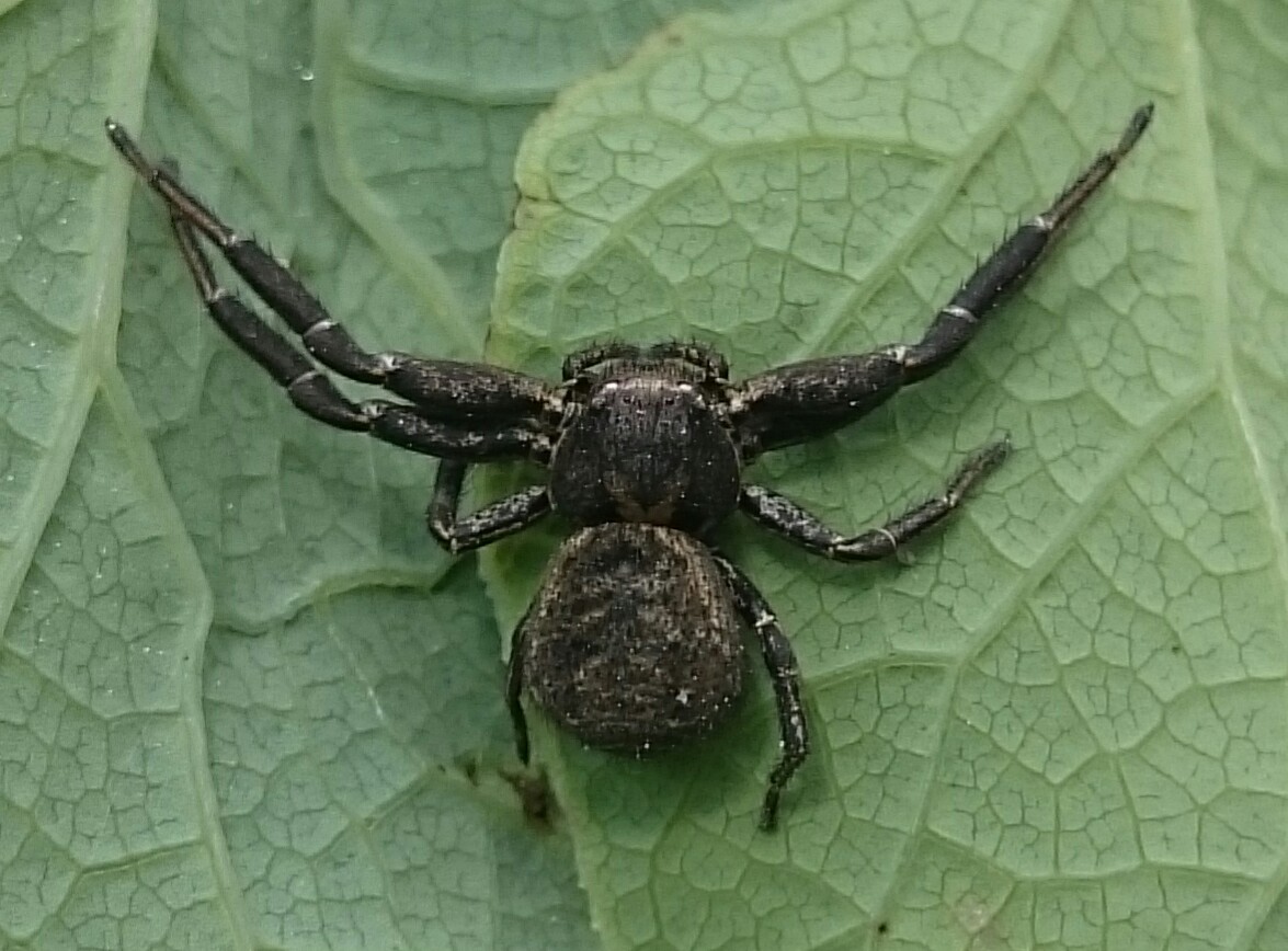 Bassaniodes robustus - vaskos karolópók