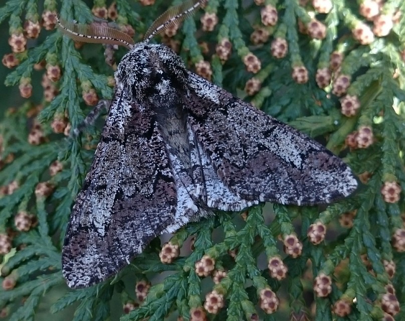 Biston strataria - barnapettyes araszoló