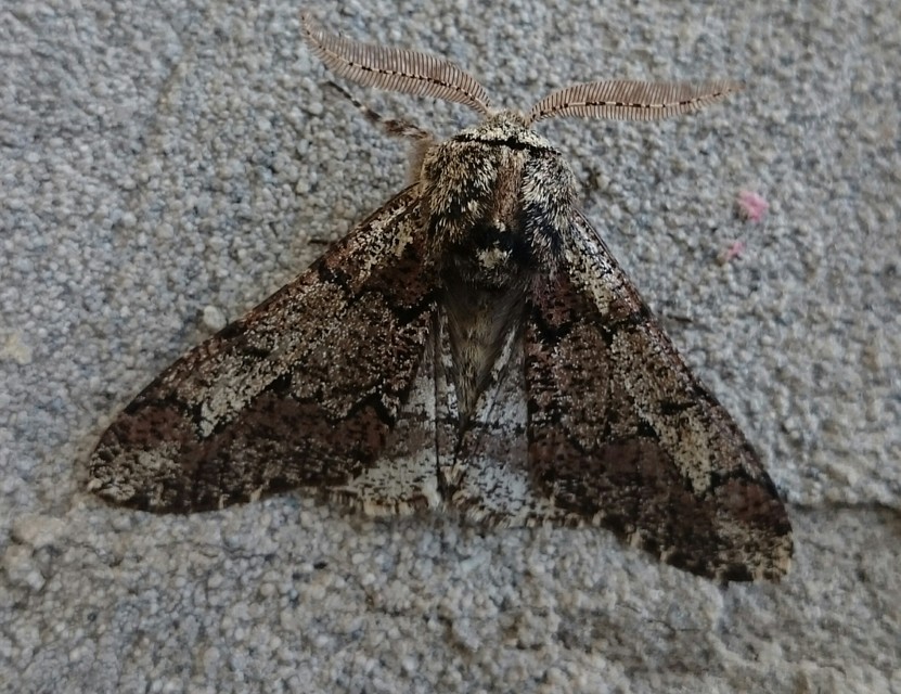 Biston strataria - barnapettyes araszoló