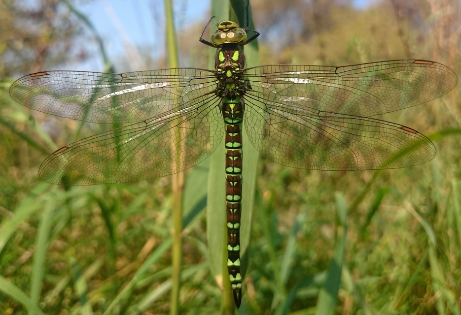 Aeshna cyanea - sebes karcsúacsa