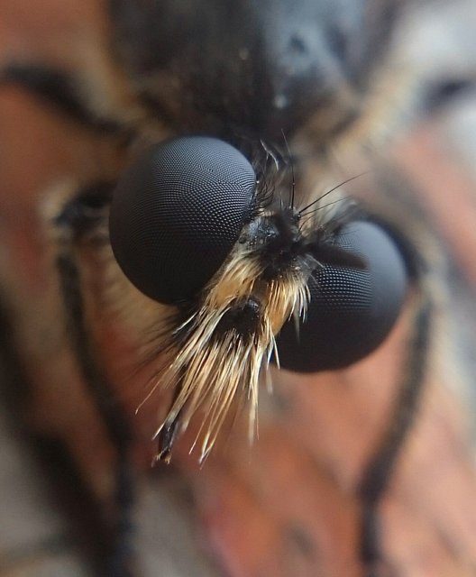 Asilidae - rablólégyfélék