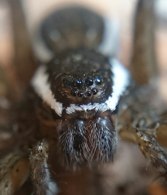 Dolomedes fimbriatus - szegélyes vidrapók