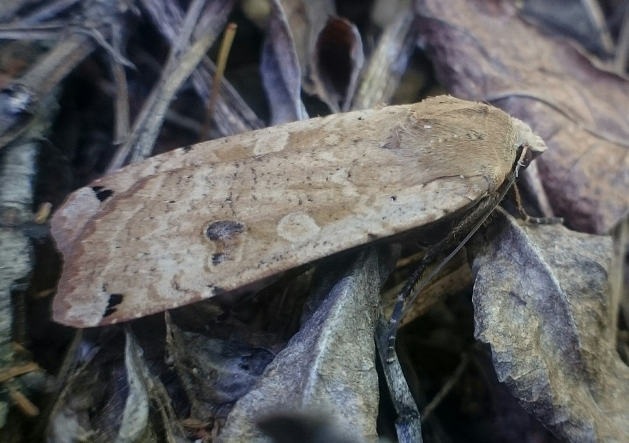Noctua pronuba - nagy sárgafűbagoly