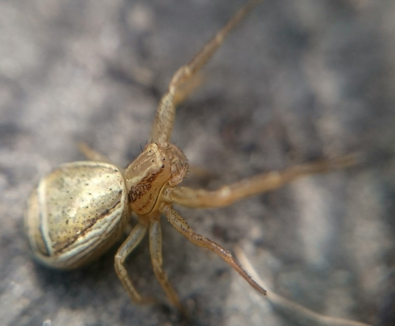 Xysticus ulmi - cserje-karolópók