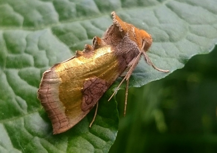Diachrysia chrysitis/stenochrysis