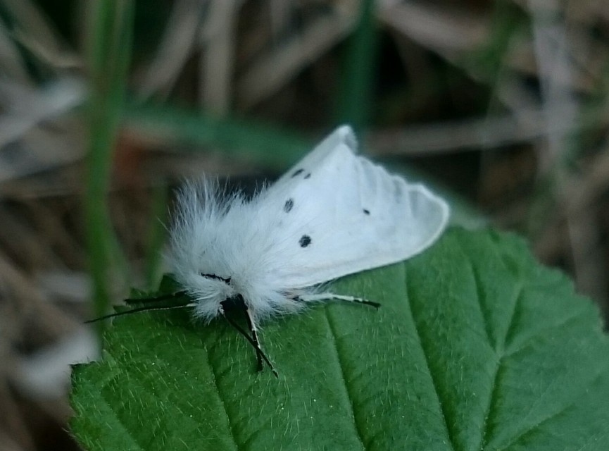 Diaphora mendica - felemás medvelepke