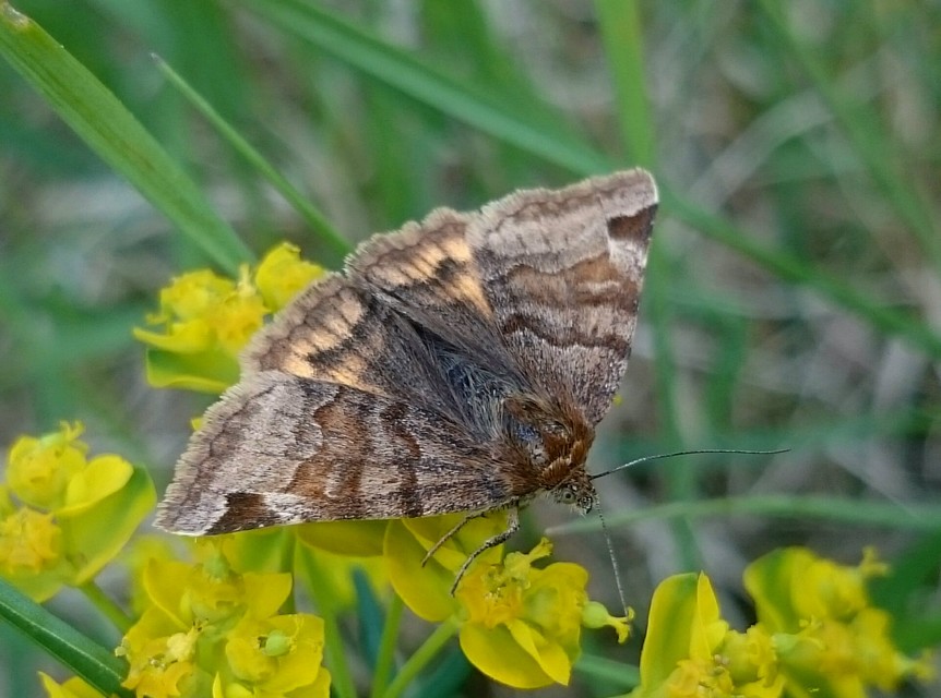 Euclidia glyphica - közönséges nappalibagoly