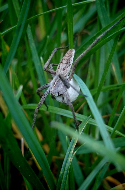 Pisaura mirabilis - csodáspók